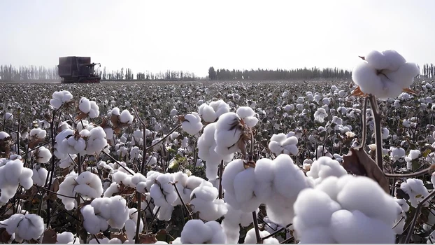 NK compound fertilizer,NPK Fertilizer,NPK for agriculture NK compound fertilizer,NPK Fertilizer,NPK for agriculture