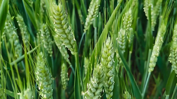 NK compound fertilizer,NPK Fertilizer,NPK for agriculture NK compound fertilizer,NPK Fertilizer,NPK for agriculture