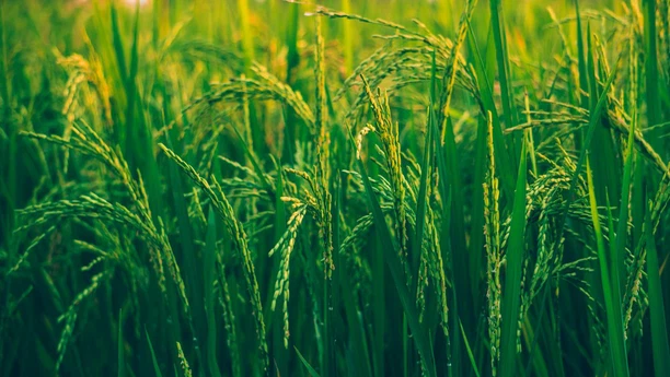 NK compound fertilizer,NPK Fertilizer,NPK for agriculture NK compound fertilizer,NPK Fertilizer,NPK for agriculture